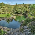 Jardin aquatique Acorus