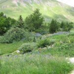Jardin alpin du Lautaret