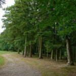 Arboretum d’Harcourt