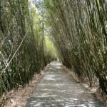 Mascarin Jardin botanique de la Réunion