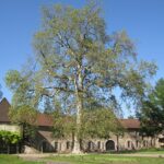 Muséum d’Histoire Naturelle de Dijon