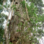 Maison appartenant à M. Abel Capis