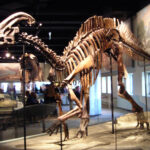 musée d’histoire naturelle et de géologie