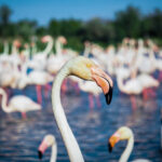 Phare de Beauduc, situé Pointe des Sablons