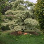 Jardin du “Clos-Ballot”