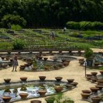 Jardin de nénuphars des pépinières Latour-Marliac