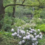 Jardin arboretum de la Sédelle