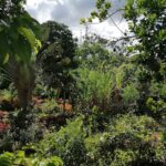 Jardin de l’écomusée de la Guadeloupe