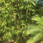 Jardin de l’Isola / U giardinu di l’Isuli