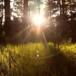 Un jardin philosophe