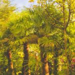 Palmeraie du Sarthou