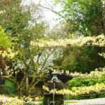 Domaine d’Albizia