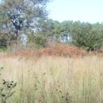 Parcelles contenant dix-sept tertres funéraires