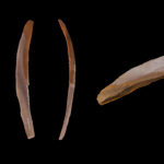 Grotte dite de Labastide ou des Chevaux